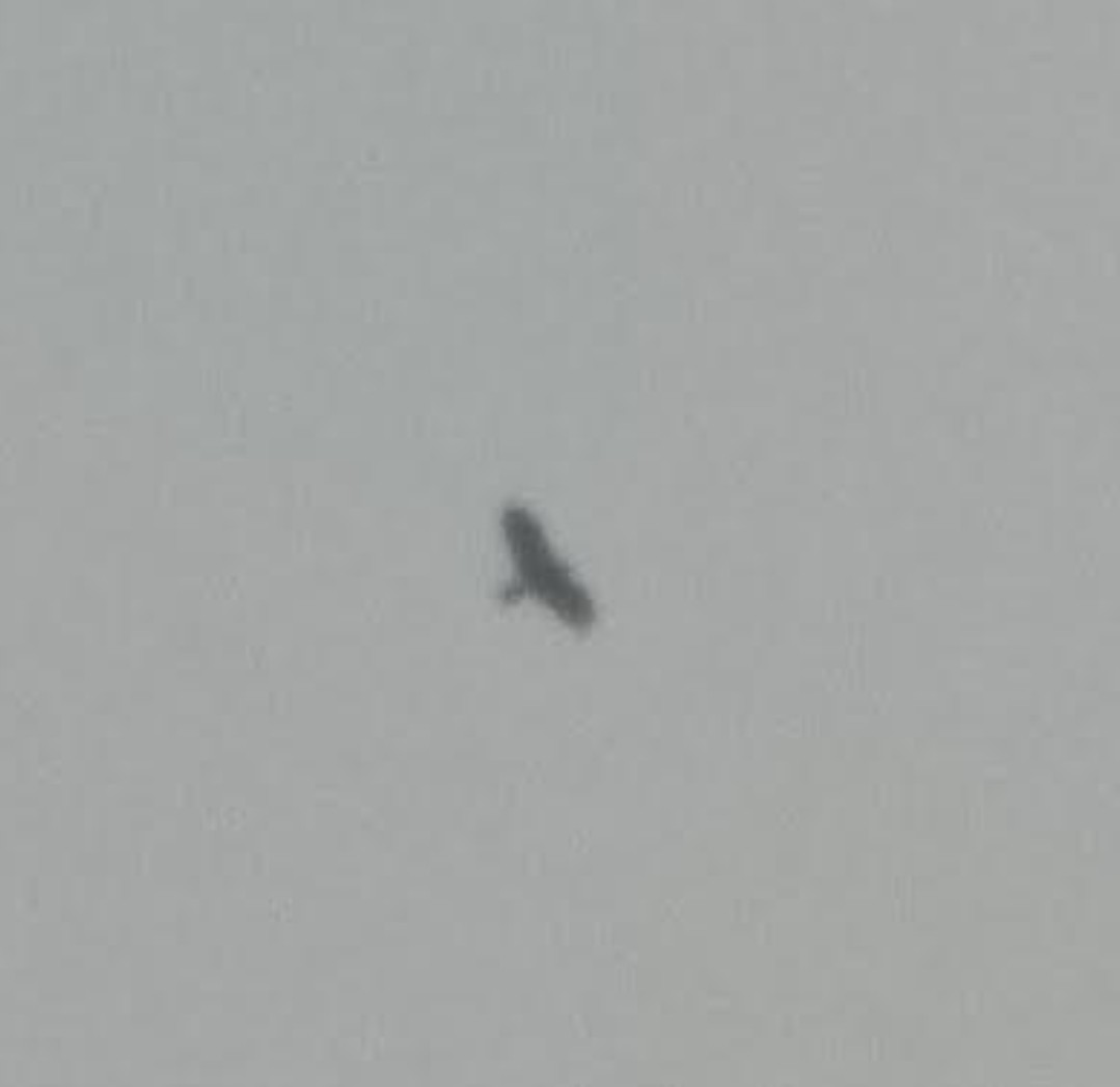 Nibbio bruno - ML646391579