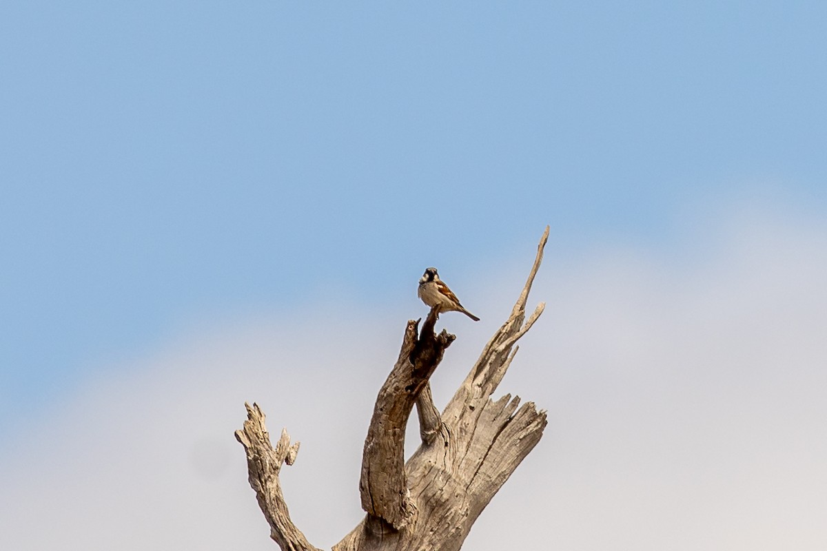 Passera oltremontana - ML646391581