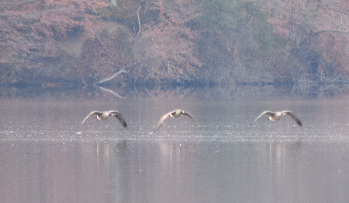 Oca canadese maggiore - ML646391582