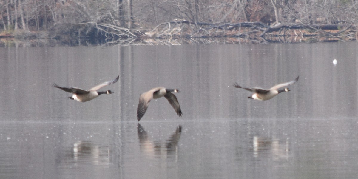 Oca canadese maggiore - ML646391583