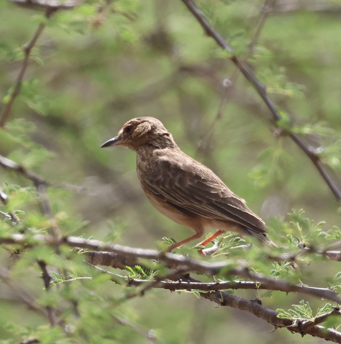 Pink-breasted Lark - ML646391584