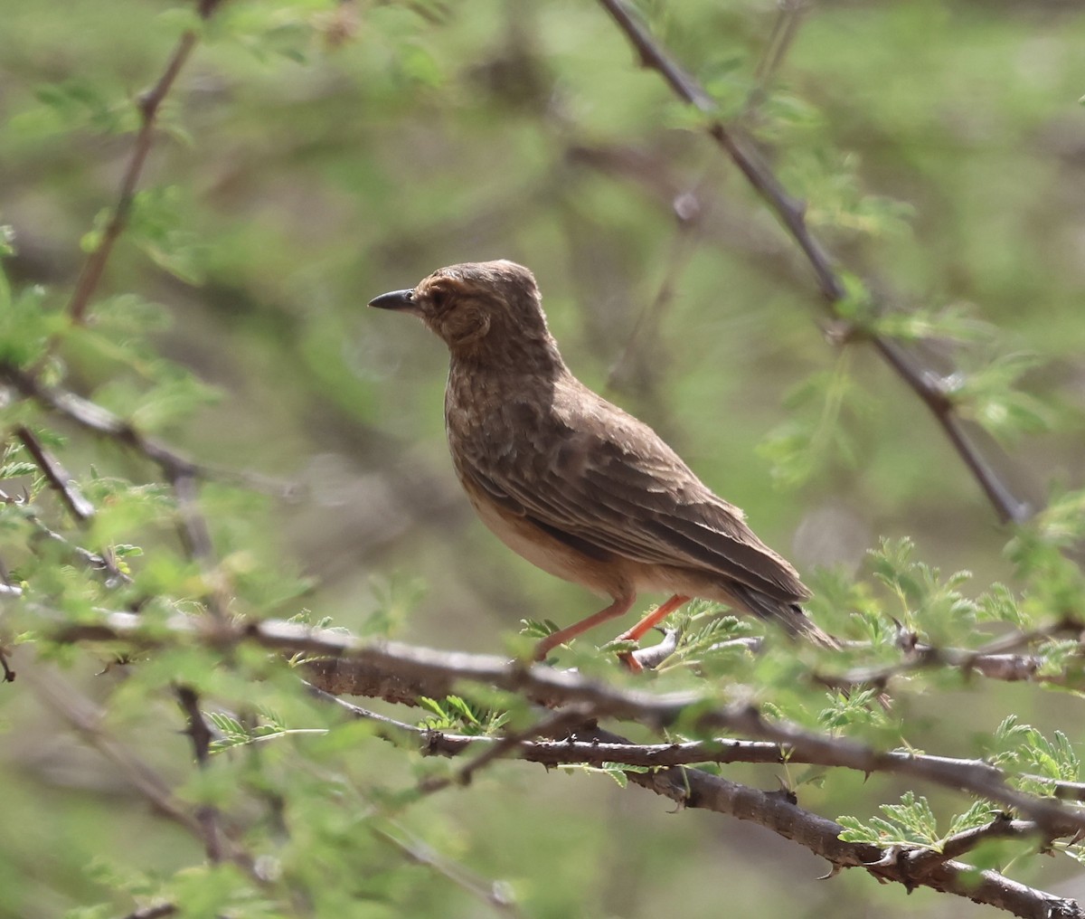 Pink-breasted Lark - ML646391585