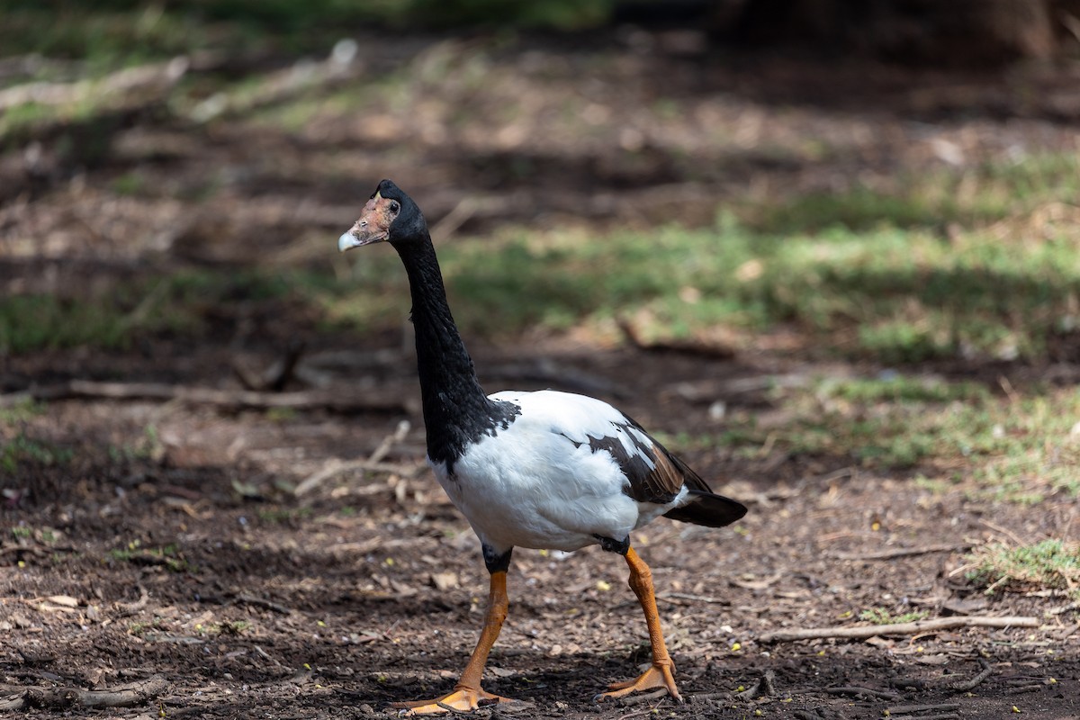 Magpie Goose - ML646391586