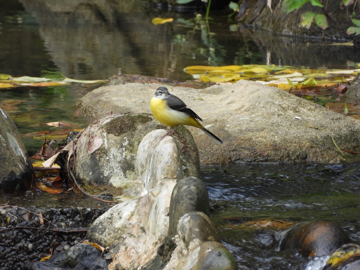 Ballerina gialla - ML646391587