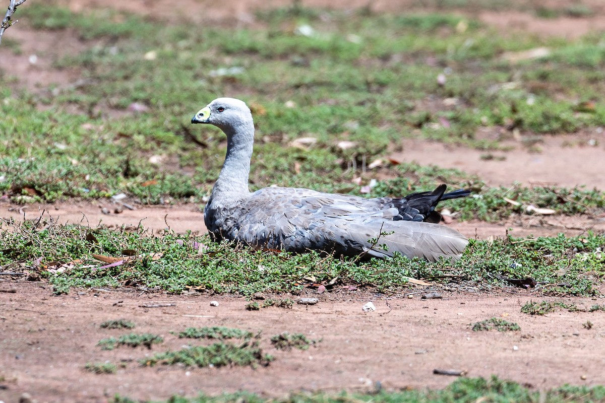 Cape Barren Goose - ML646391589