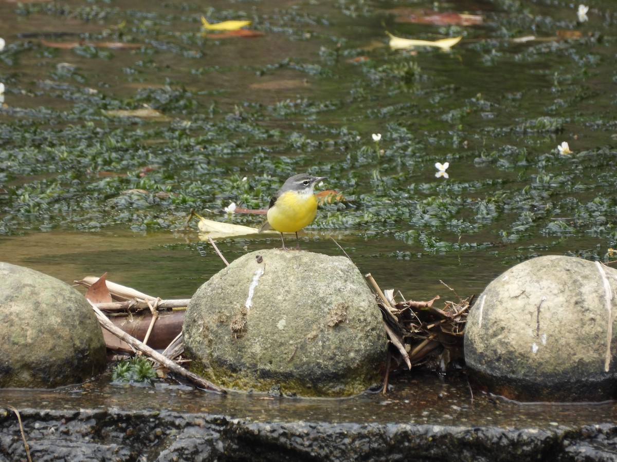 Ballerina gialla - ML646391590