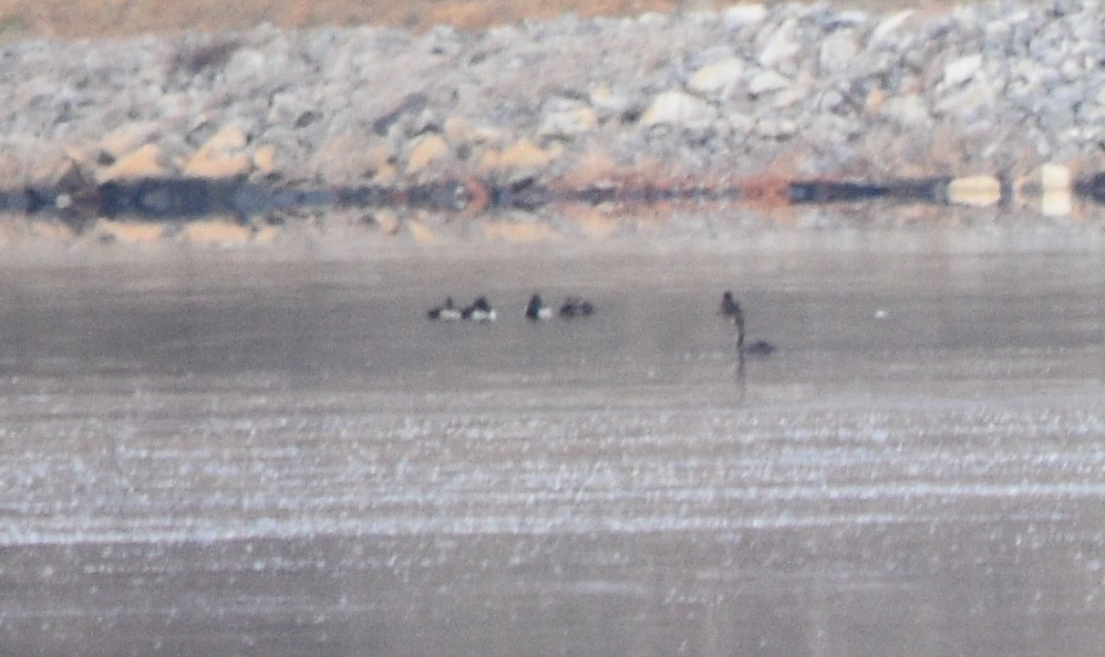 Moretta dal collare - ML646391591