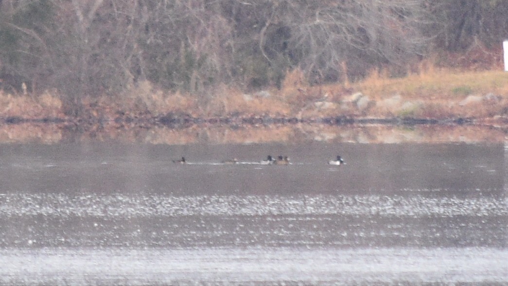 Moretta dal collare - ML646391592