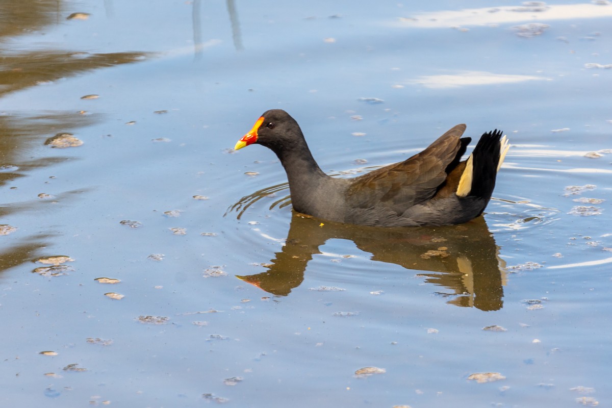 Dusky Moorhen - ML646391593