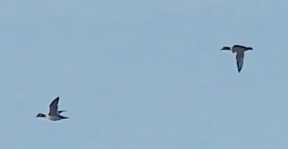 ヒメハジロ - ML646391595