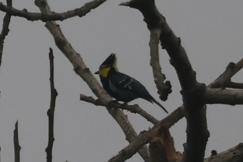 Yellow-cheeked Tit - ML646391603