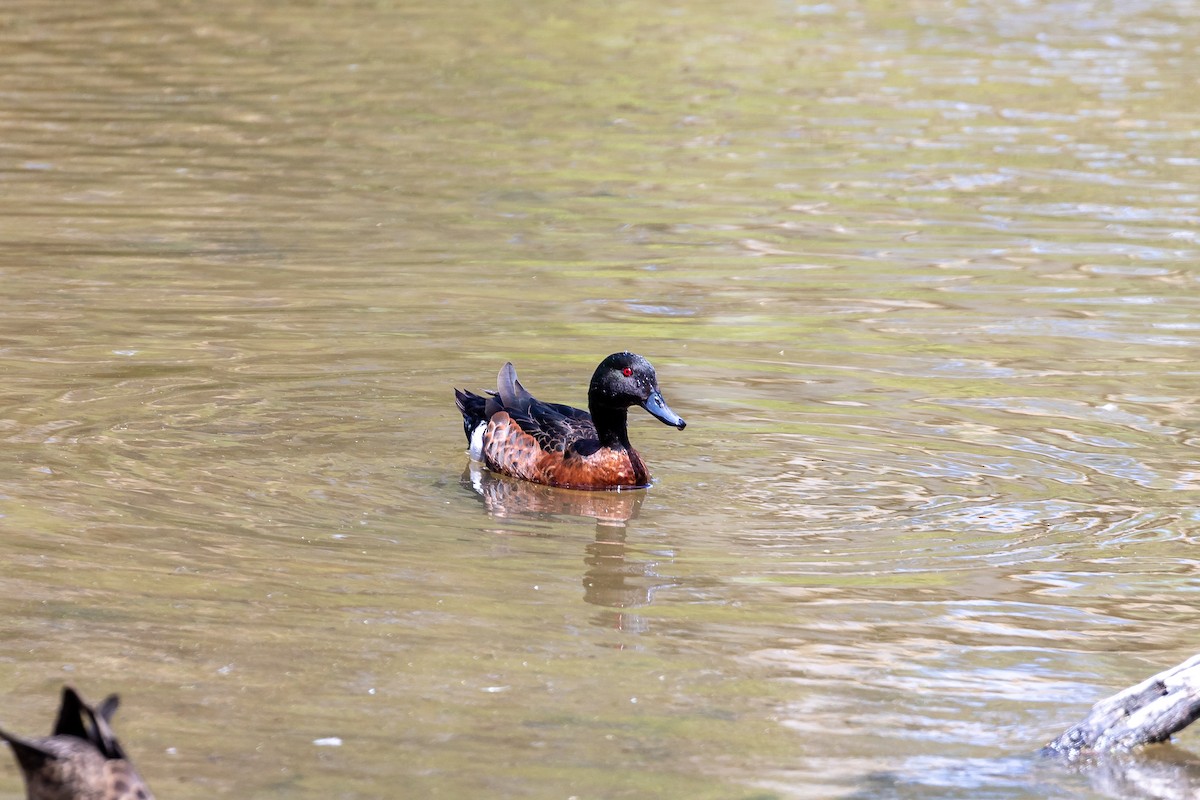 Chestnut Teal - ML646391604