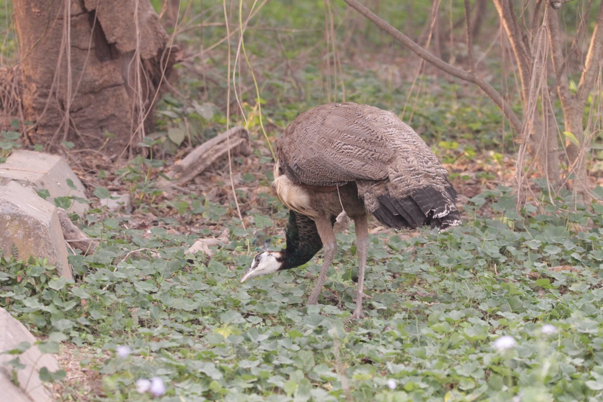 Indian Peafowl - ML646391605