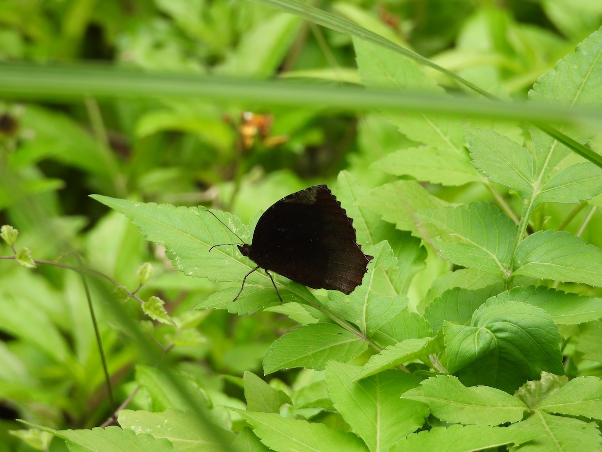 Animals - ML646391607