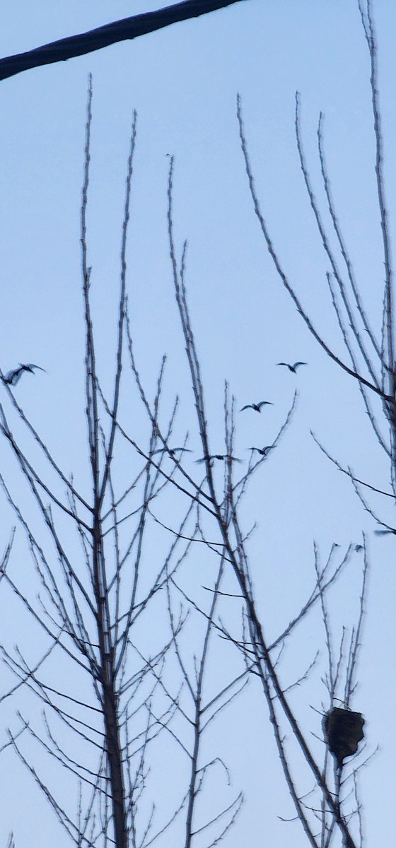 Большой баклан - ML646391614