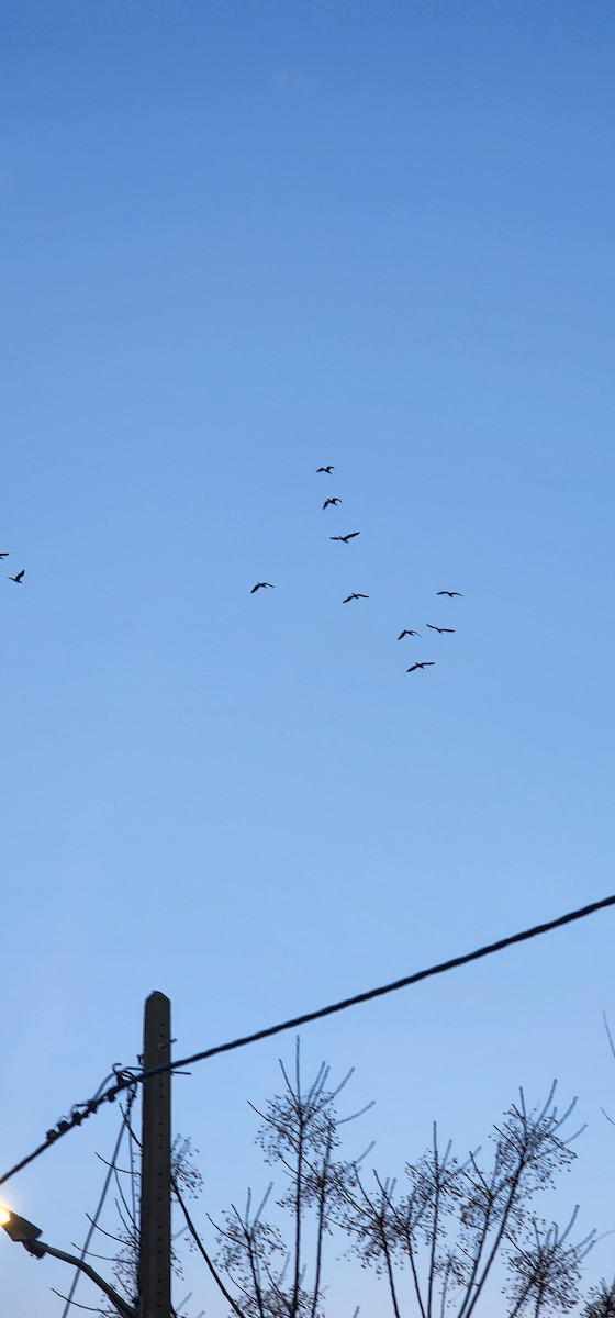 Большой баклан - ML646391615