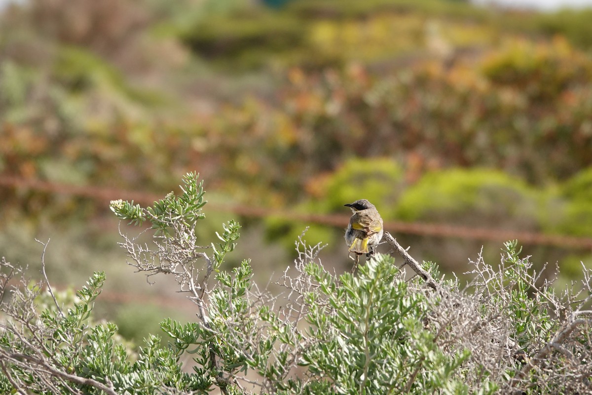 Singing Honeyeater - ML646391618