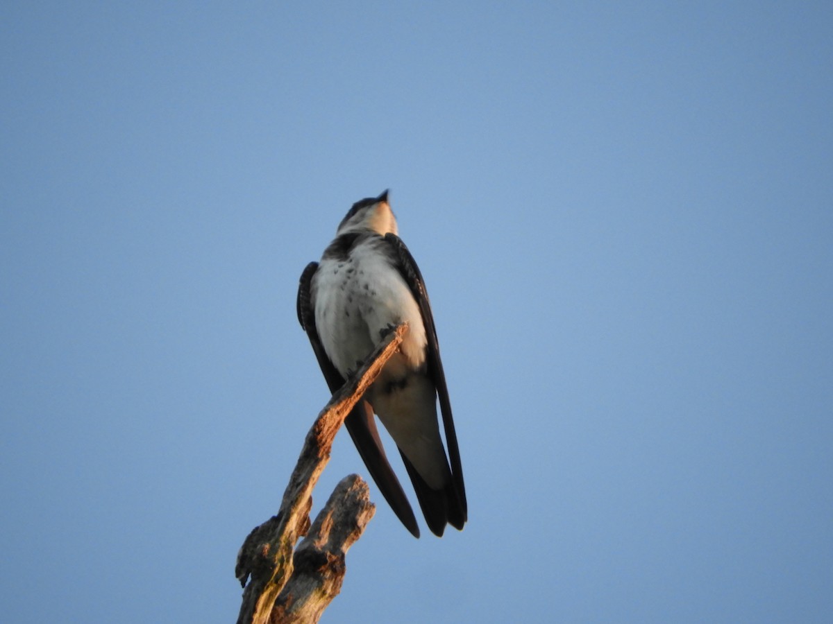 Brown-chested Martin - ML646391619
