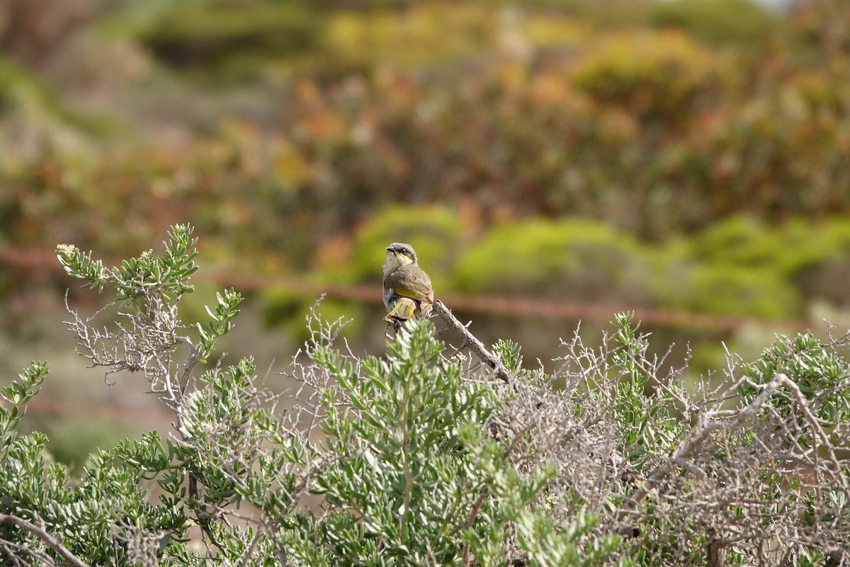 Singing Honeyeater - ML646391620