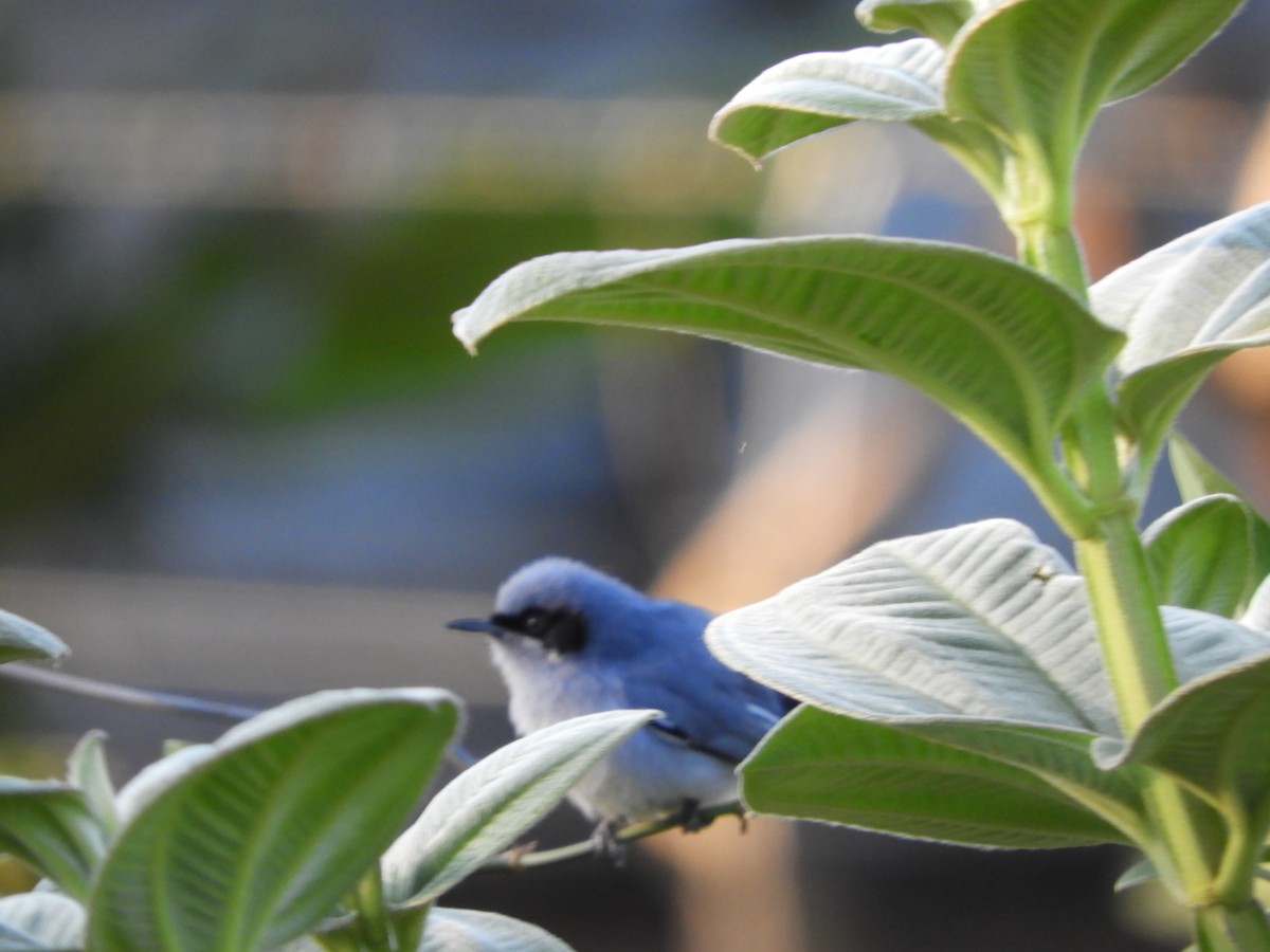 Masked Gnatcatcher - ML646391627