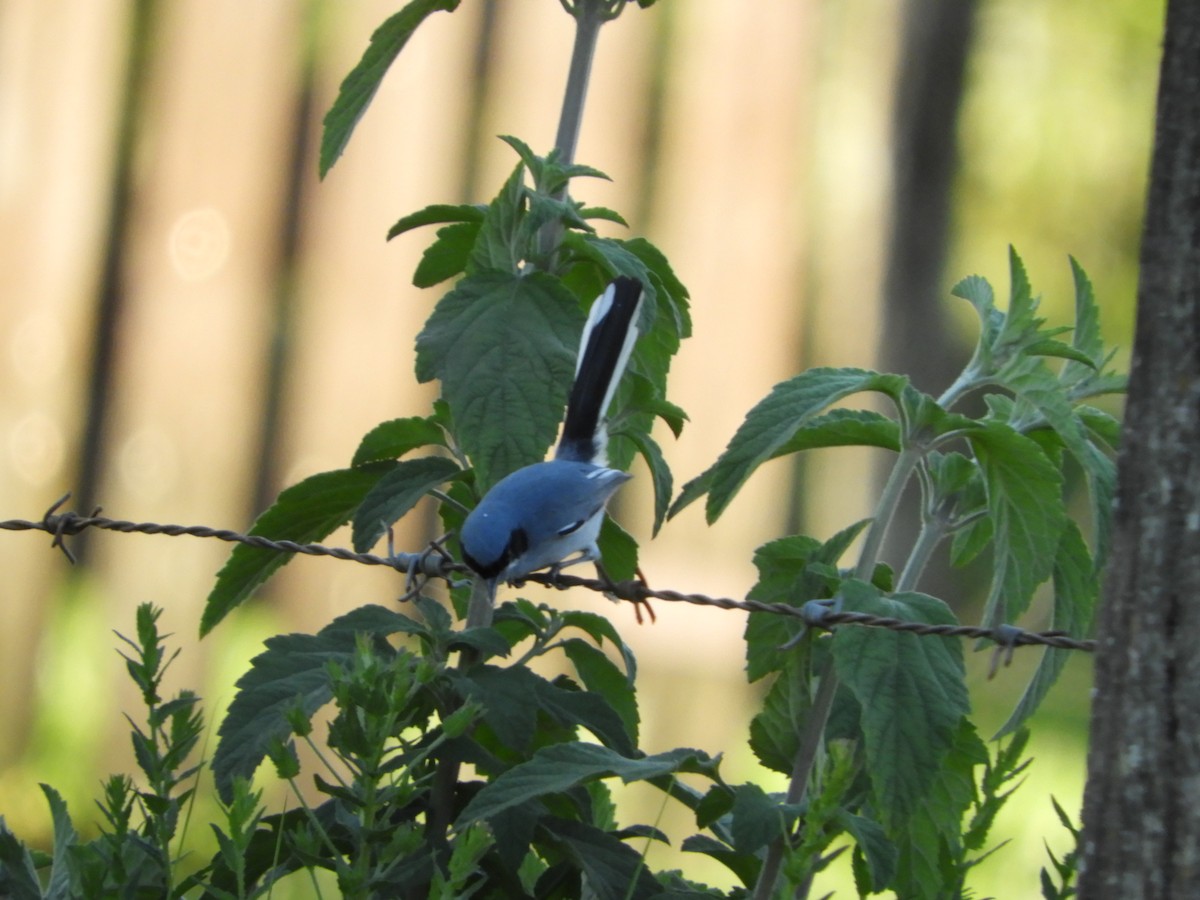 Masked Gnatcatcher - ML646391628