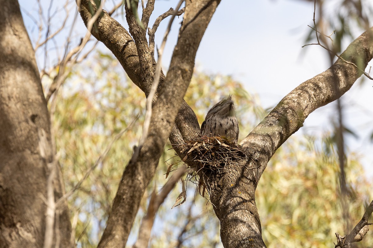 Tawny Frogmouth - ML646391637
