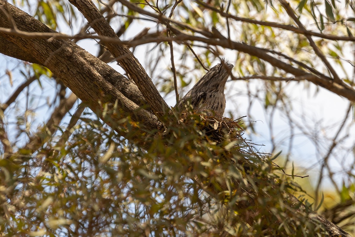 Tawny Frogmouth - ML646391643