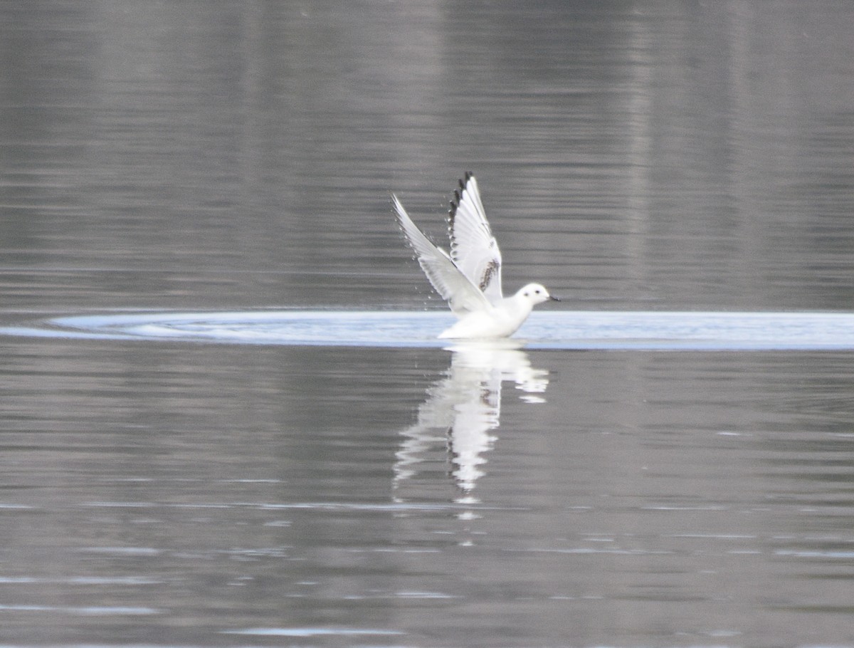 Bonaparte's Gull - ML646391661