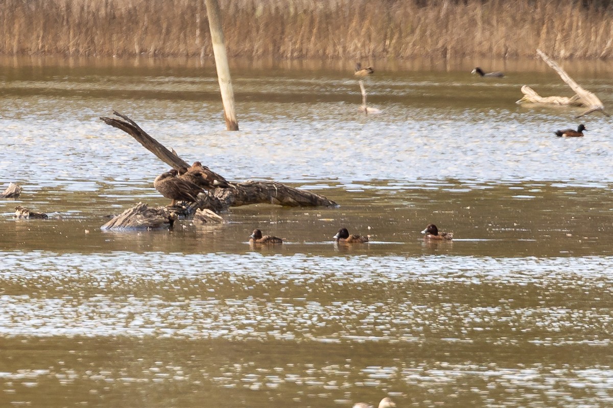 Hardhead - ML646391662