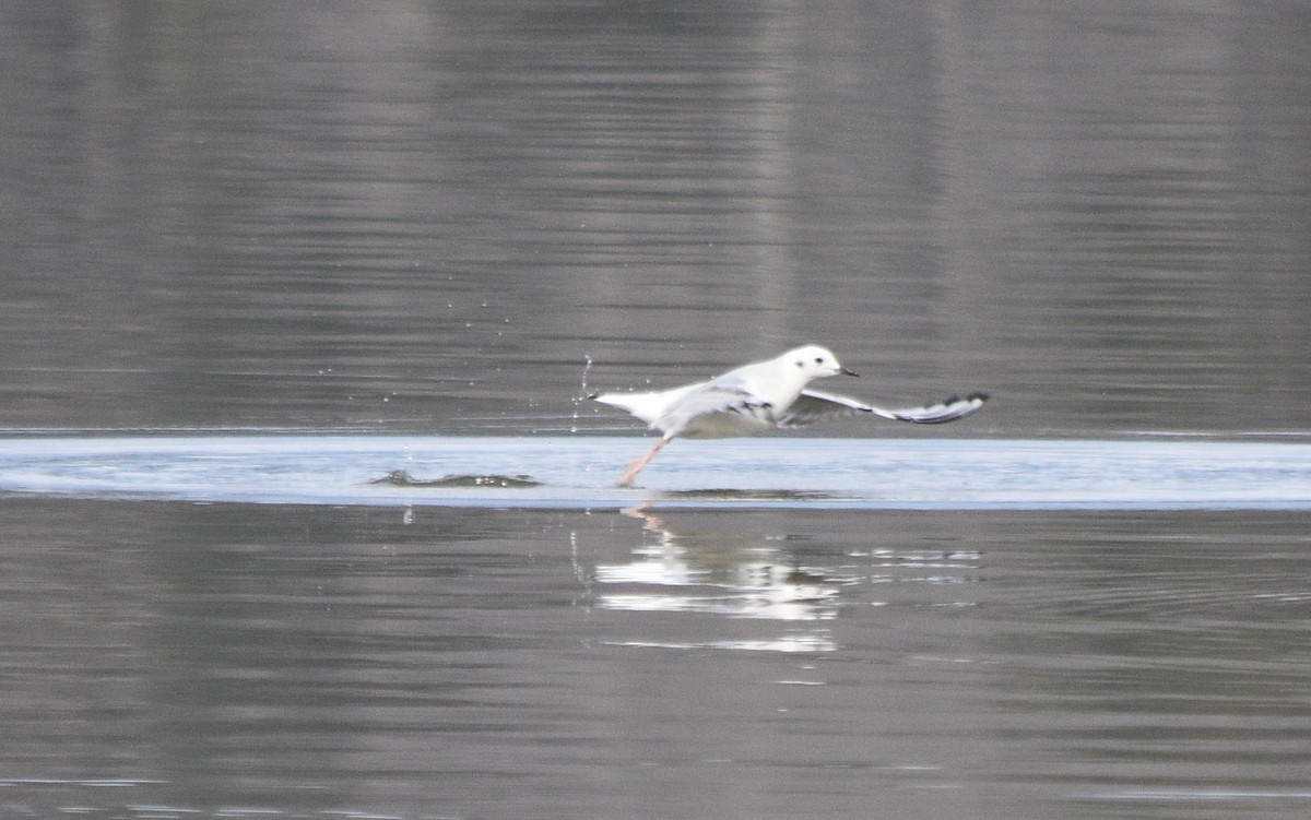 Bonaparte's Gull - ML646391665