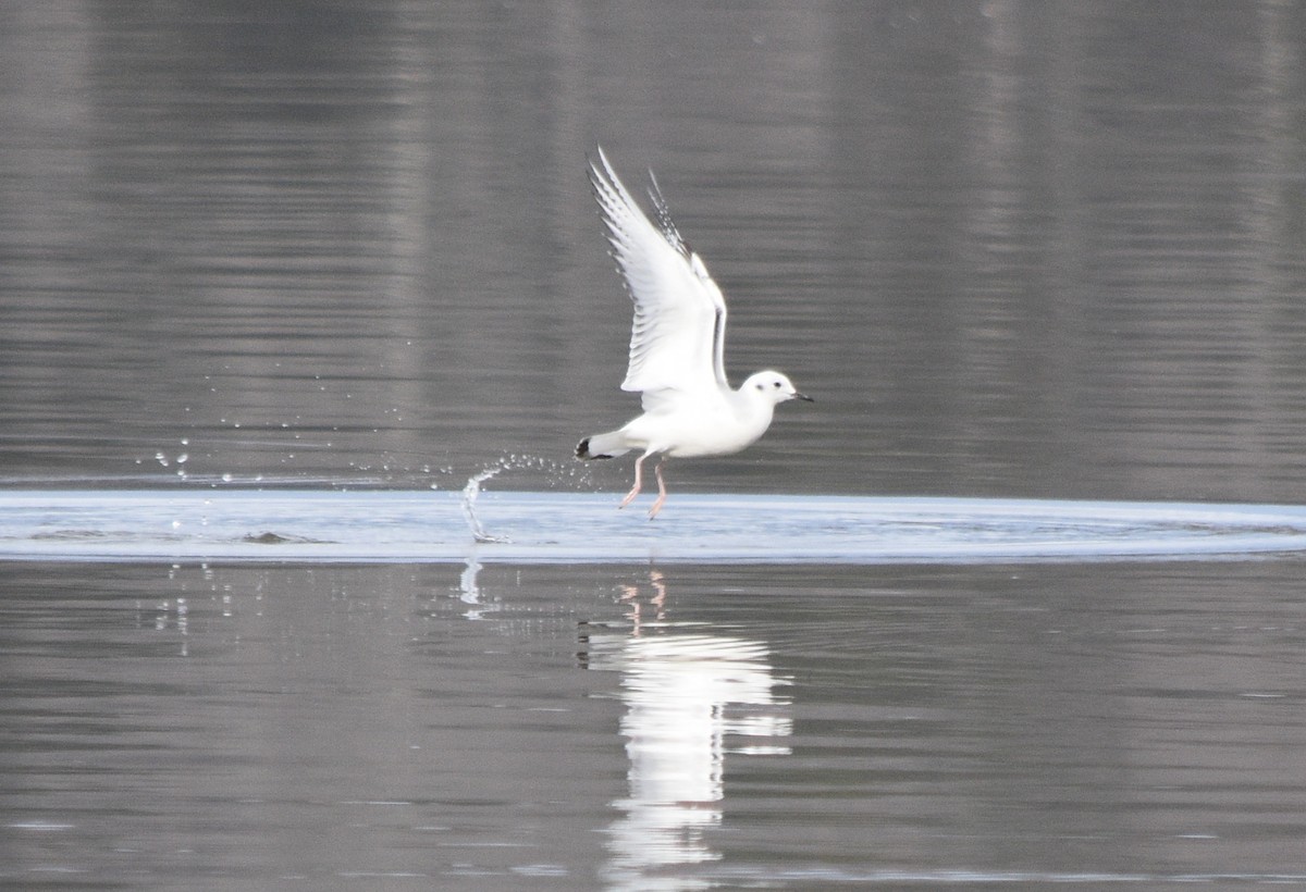 Bonaparte's Gull - ML646391666