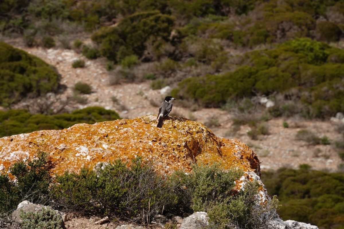 Gray Butcherbird - ML646391670
