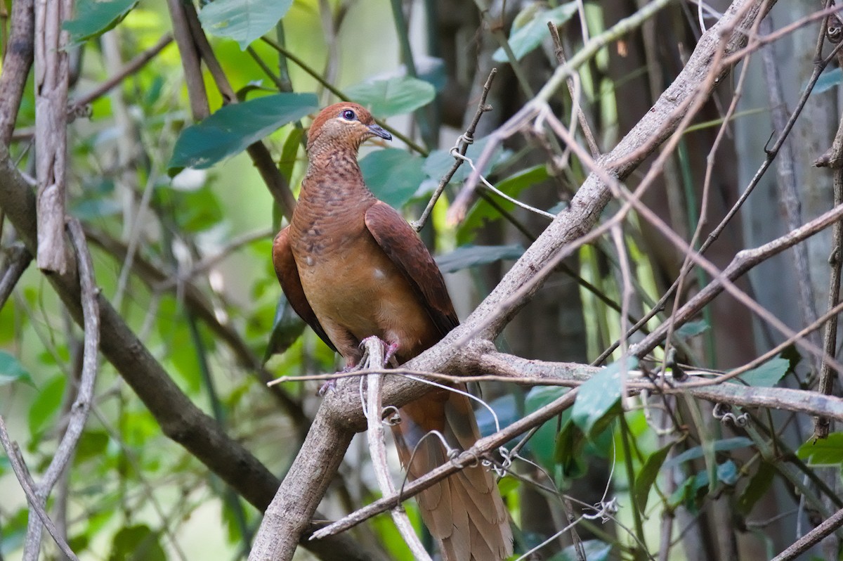 kanelgjøkdue - ML646391673