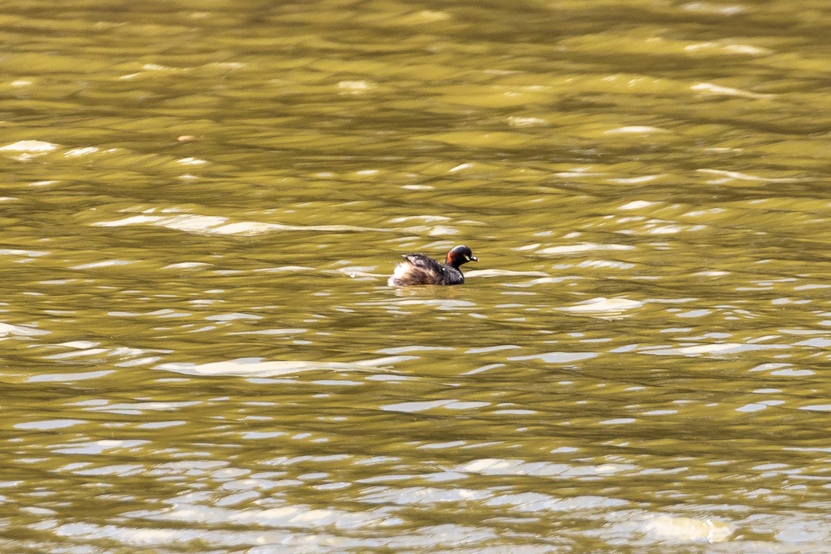 Australasian Grebe - ML646391676