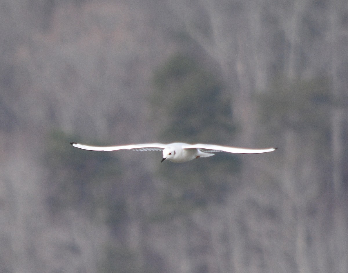 Bonaparte's Gull - ML646391677