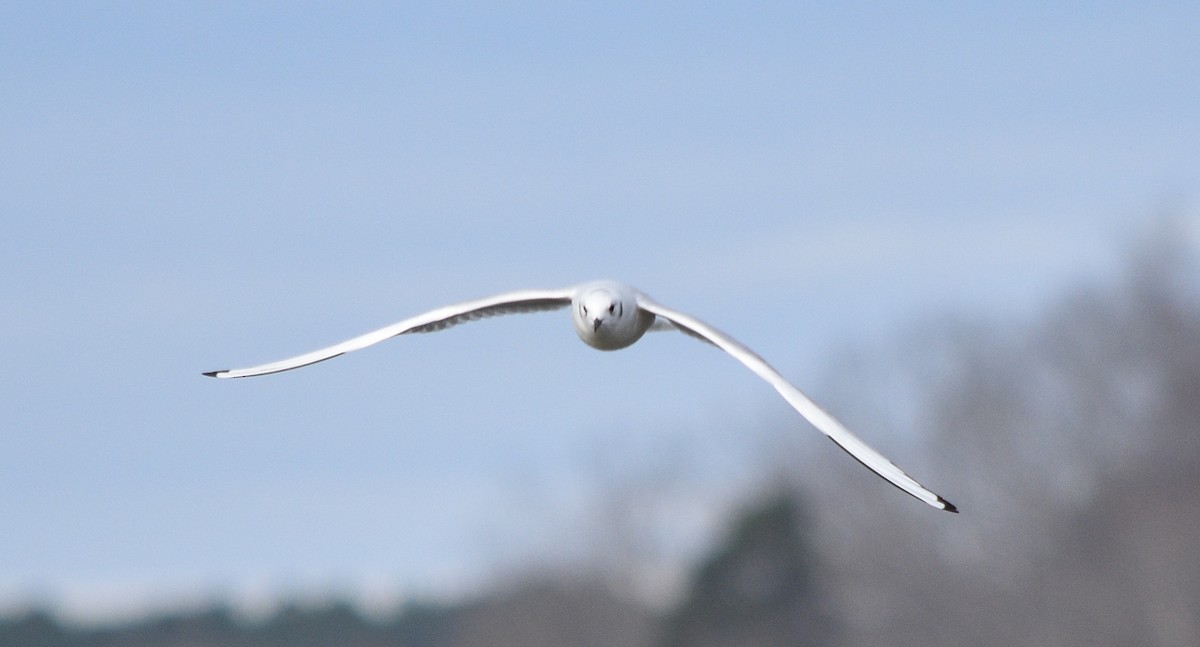 Bonaparte's Gull - ML646391678