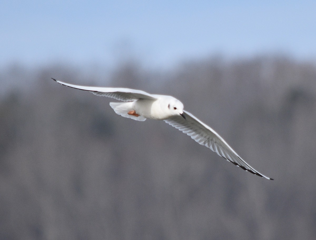 Bonaparte's Gull - ML646391682