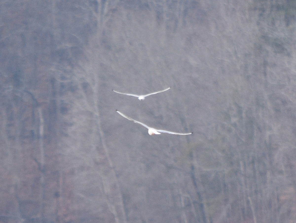 Bonaparte's Gull - ML646391687