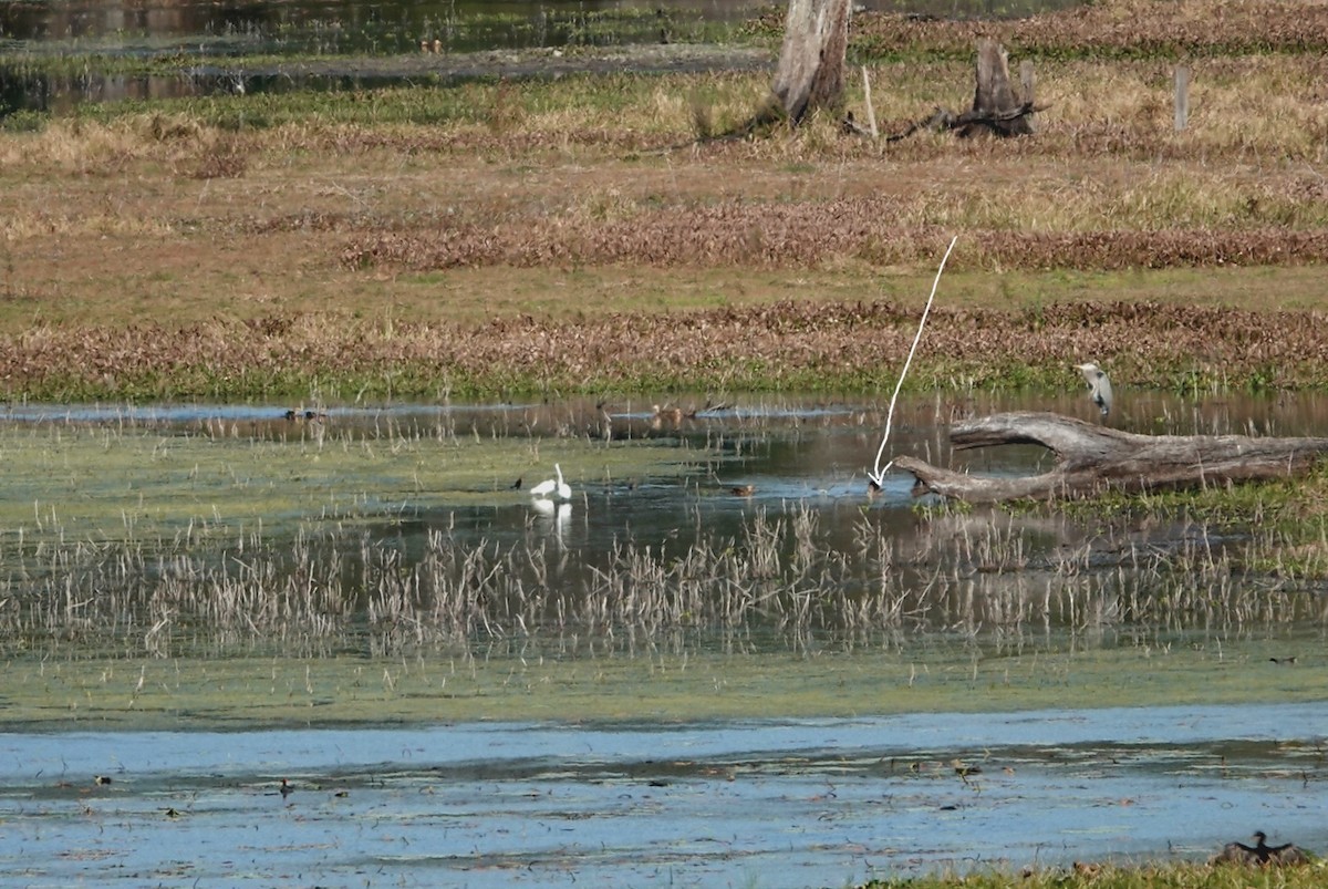 Codone - ML646391693