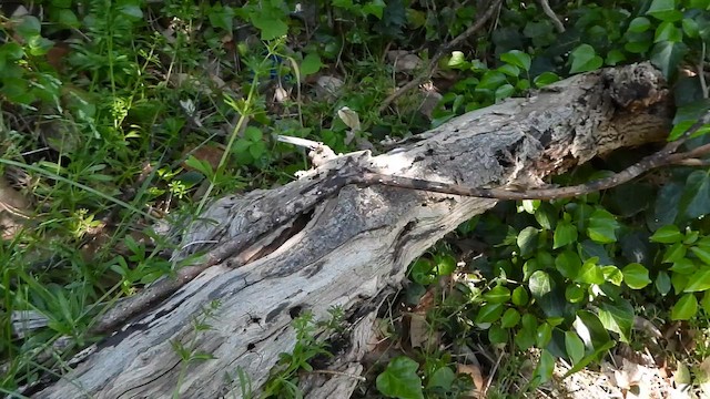 Pallas's Leaf Warbler - ML646391700