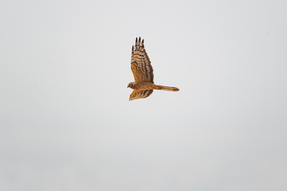 Montagu's Harrier - ML646391702