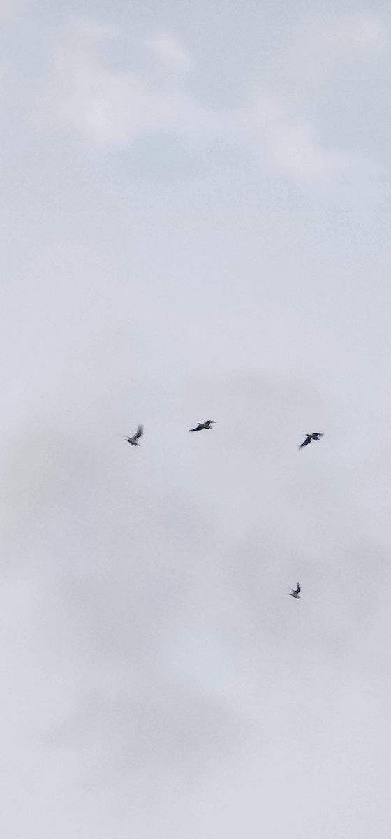 Хүрэн толгойт цахлай - ML646391705