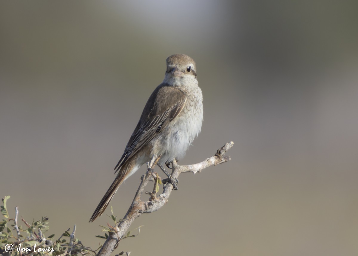 Туркестанский/Рыжехвостый жулан - ML646391706