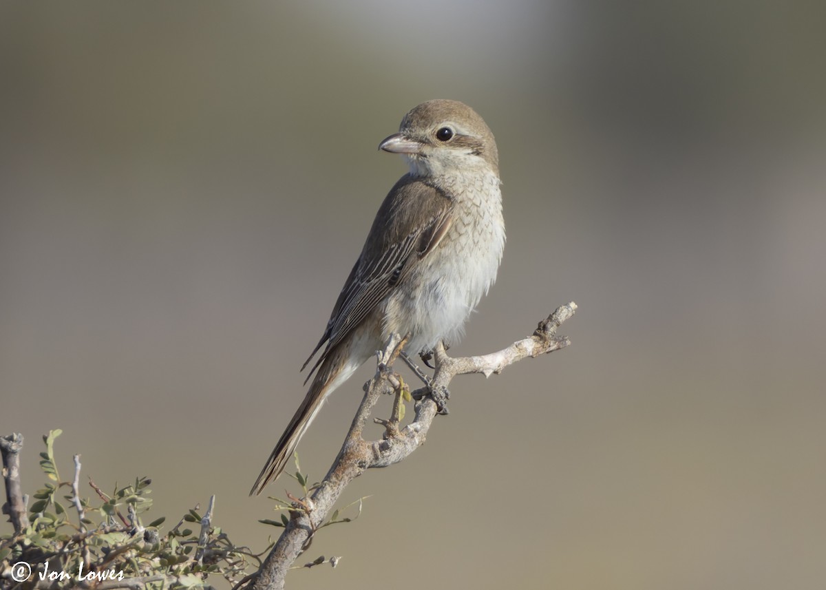 Туркестанский/Рыжехвостый жулан - ML646391707
