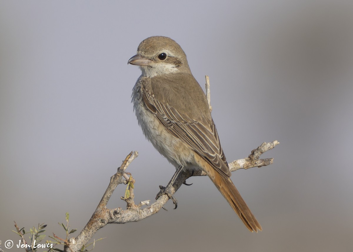 Туркестанский/Рыжехвостый жулан - ML646391708