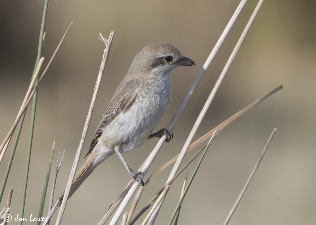 Туркестанский/Рыжехвостый жулан - ML646391709