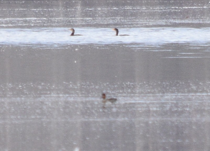 Pied-billed Grebe - ML646391711