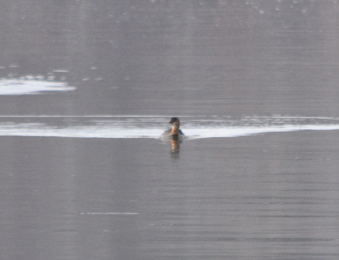 Pied-billed Grebe - ML646391712