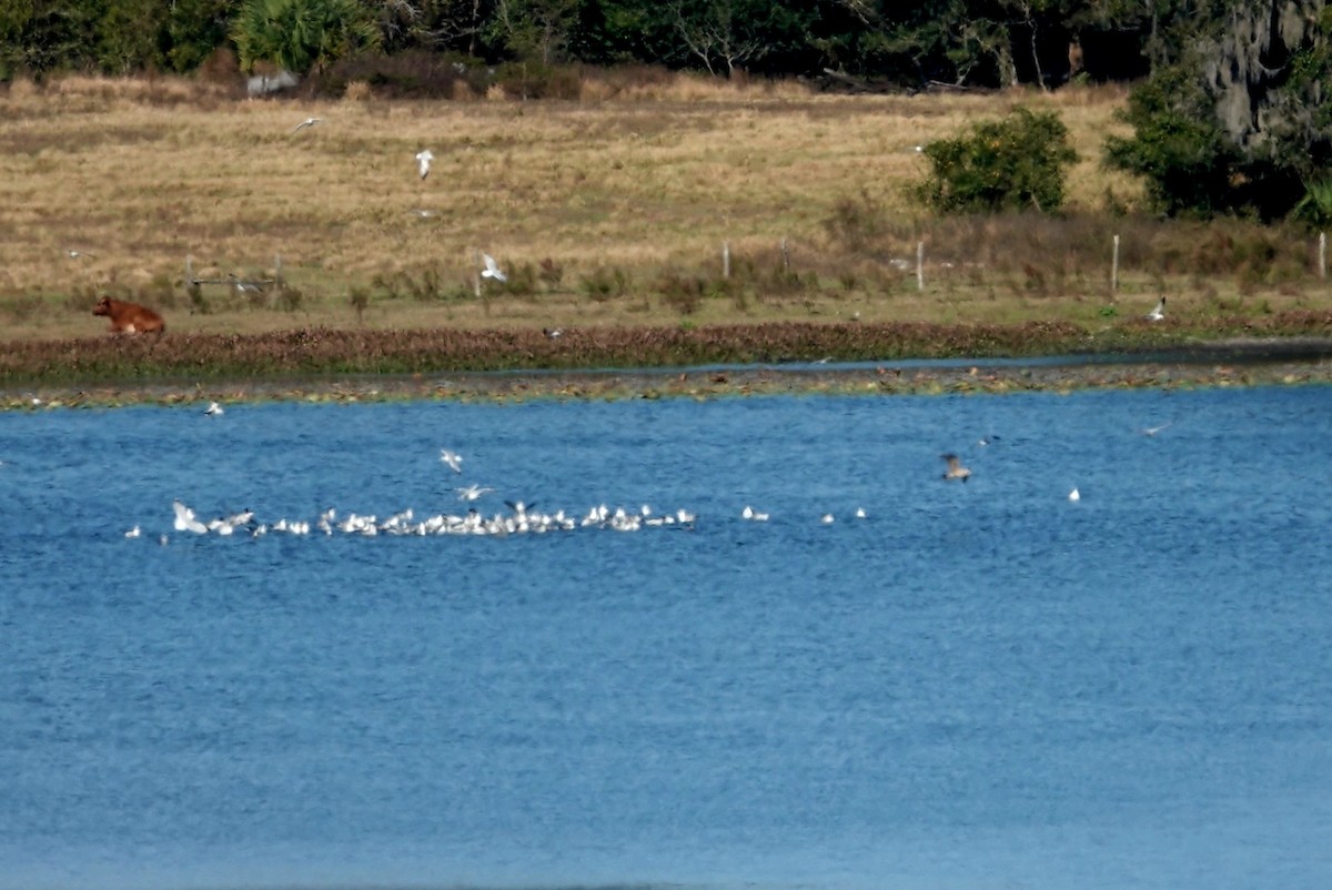 American Herring Gull - ML646391713