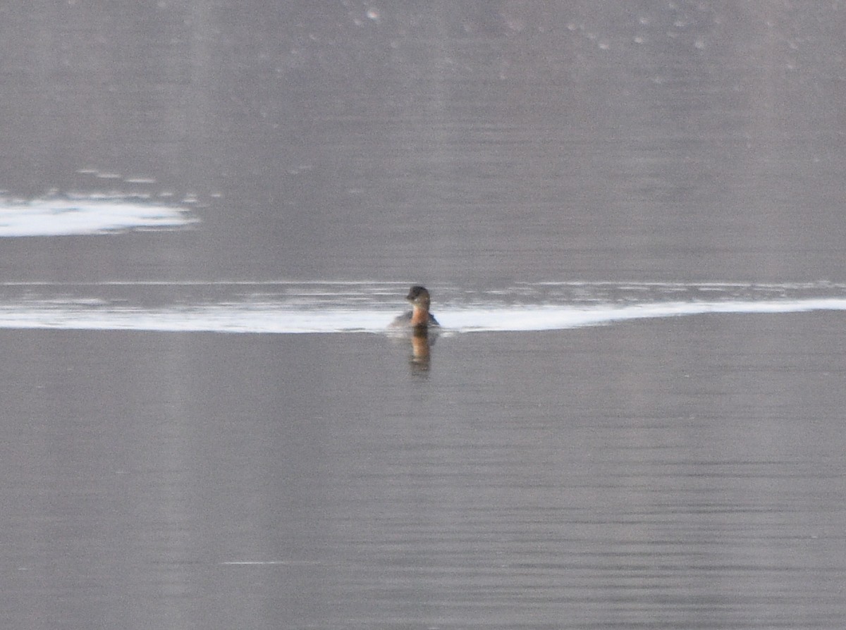 Pied-billed Grebe - ML646391715